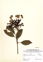 藏品(大枝掛繡球)的圖片